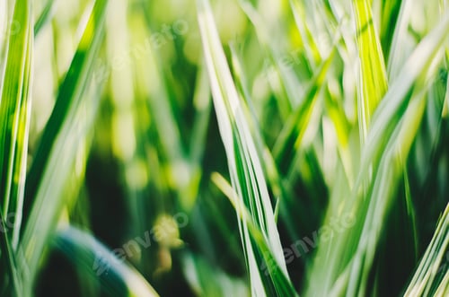 Preview: Green. Green grass. Nature