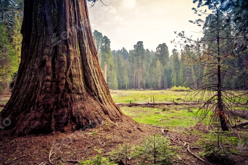 Preview: Sequoia Overlooking The Meadow, Sequoia National Park, California