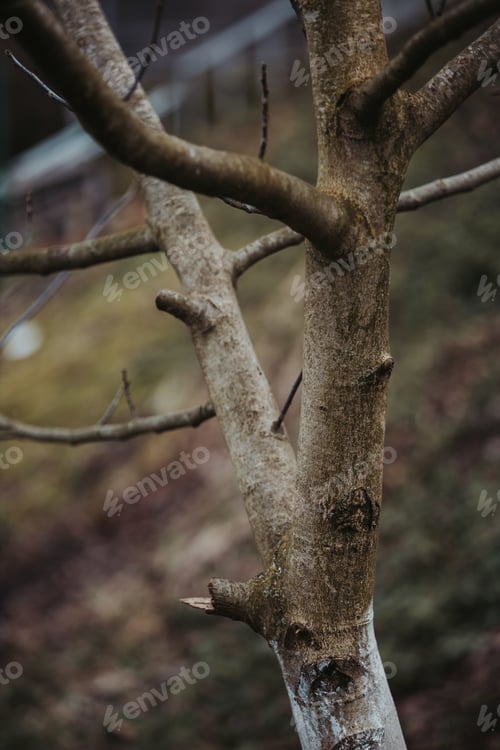 Preview: Vertical shot of tree branches on blurred background