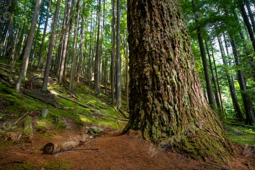 Preview: Mossy forest in the Health Trail at Roberts Creek, Sunshine Coast, BC Canada