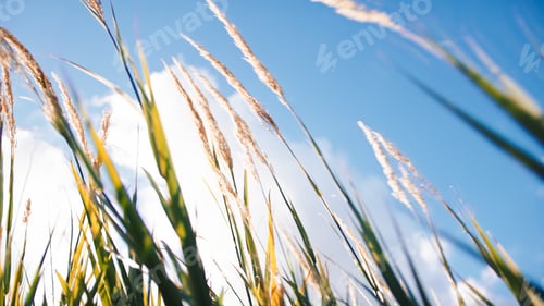Preview: Plant moved by wind and the nature hill in countryside