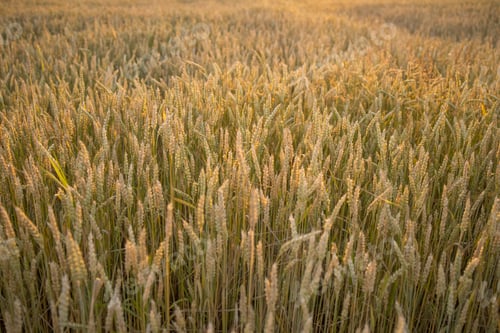 Preview: Rich harvest concept. Fresh young unripe juicy spikelets. Oats, rye, wheat.