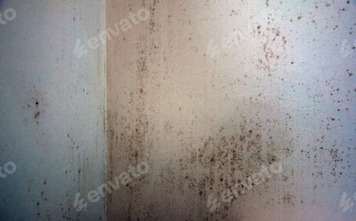Preview: Mold in the corner of a wall