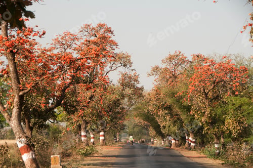 Preview: Autumn forest, Summer Forest,India