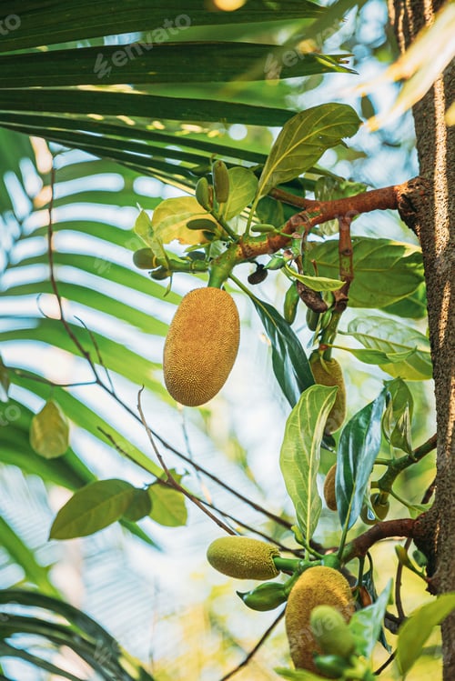Preview: Goa, India. Close View Of Jackfruit On Tree