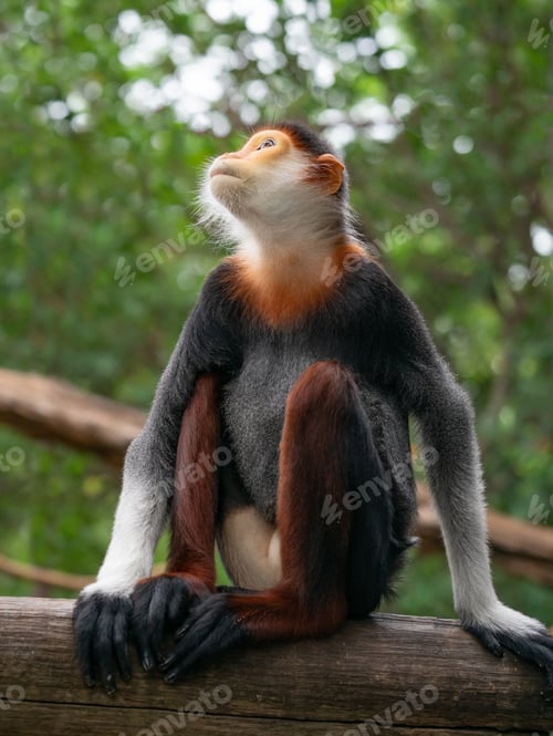 Preview: behavior of red shanked Douc Langur (Pygathrix nemaeus)