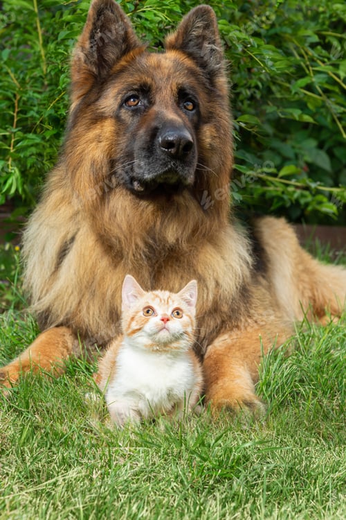 Preview: A ginger cat and a German shepherd dog are lying on the grass together.