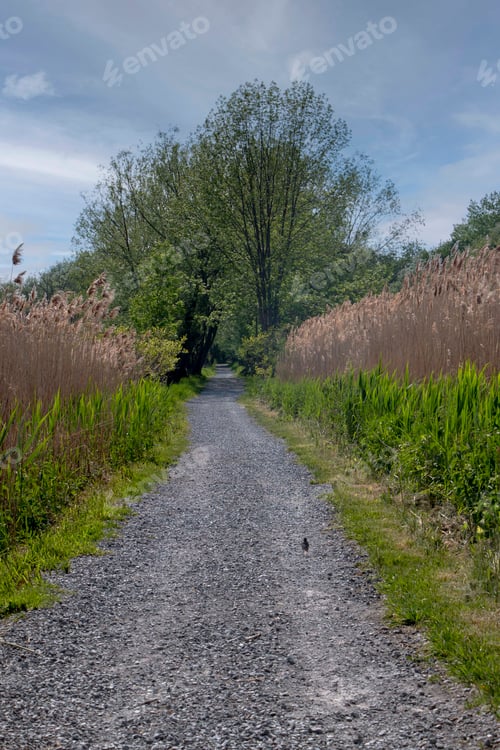 Preview: Scenic woodland path flanked by lush greenery and trees in Canada