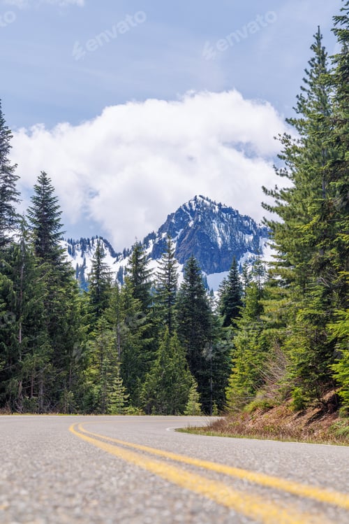 Preview: Scenic road in Mount Rainier National Park with fir trees on both sides and a snowy mountain