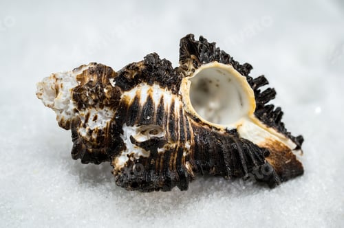Preview: Spiny Murex Shell on a white Sand