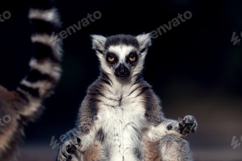 Preview: Lemur catta. Ring-tailed Lemur
