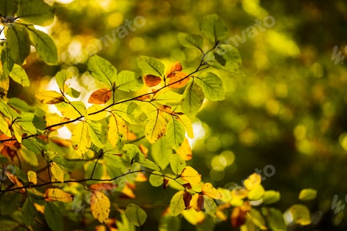 Preview: Colorful autumn leaves on a tree. Sunny fall day in nature