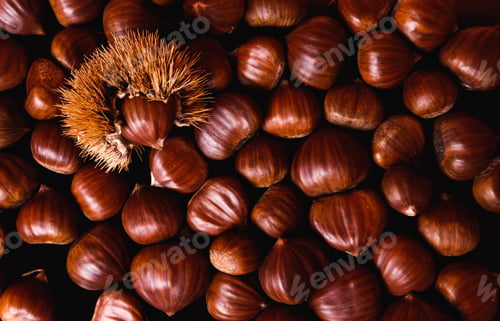 Preview: Ripe chestnuts close up. Raw Chestnuts for Christmas. Fresh sweet chestnut. Food background