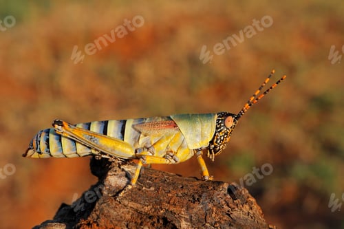 Preview: Elegant grasshopper in natural habitat