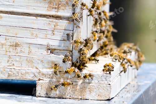 Preview: Beekeeping
