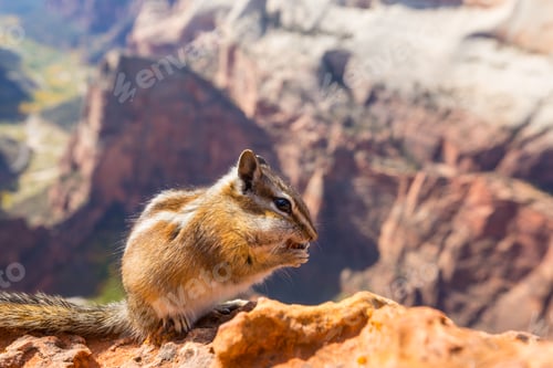 Preview: Chipmunk
