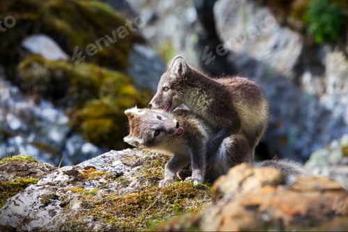 Preview: Couple of wild fox playing on a rock at Svalbard, Norway