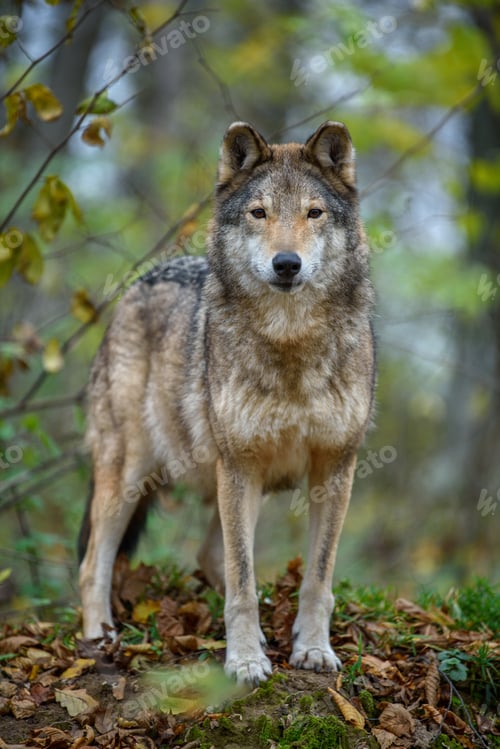 Preview: Close up wolf in autumn forest background