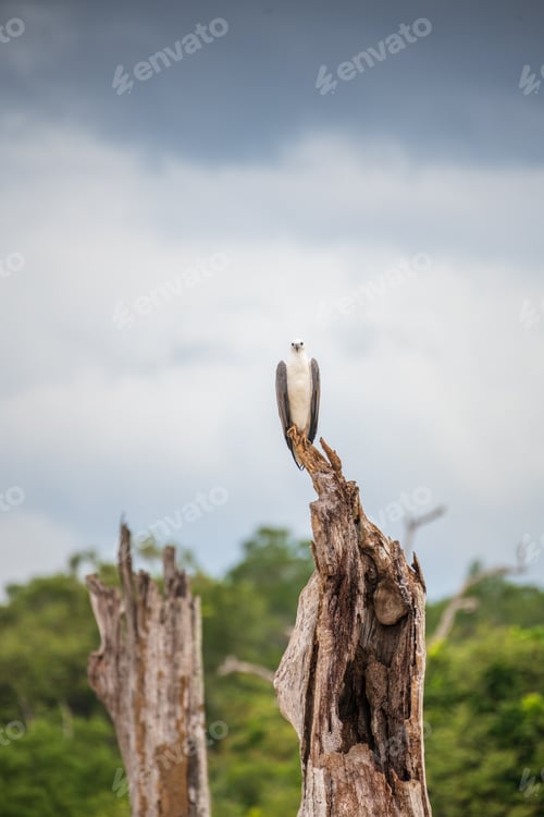 Preview: White-bellied sea eagle stands on top of a dead tree at Yala National Park, Sri Lanka.