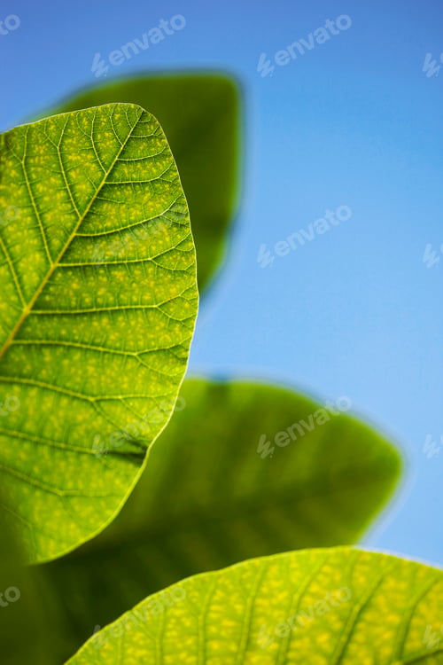 Preview: Leaves