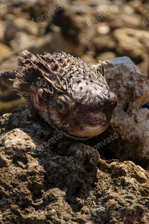 Preview: Dead fish on the seashore. Selective focus.