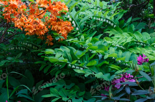 Preview: Decorative trees. shrubs and flowers in the garden: rhododendron, ferns, orchids