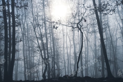 Preview: Mist in the woods at winter