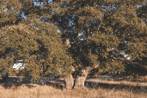 Preview: Big green tree on field in summer
