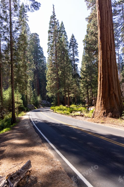 Preview: Giant Sequoia Trees in Sequoia National Park