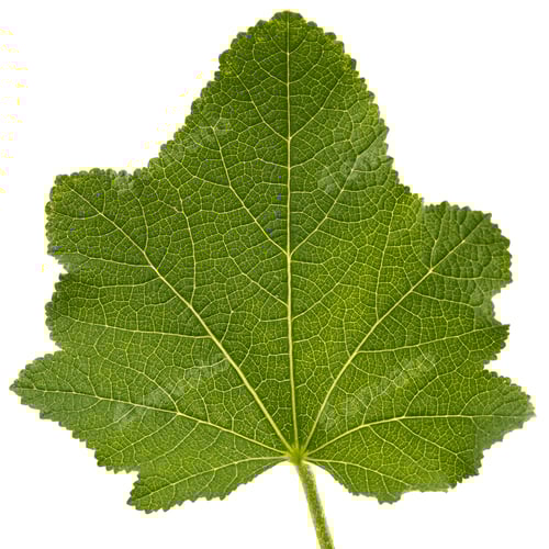 Preview: Green leaf of mallow, isolated on white background