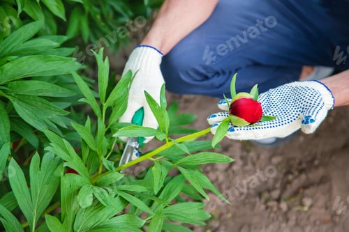 Preview: gardener pruning flowers Garden. Selective focus. nature.