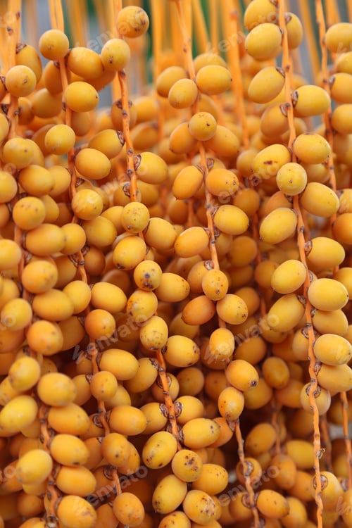 Preview: Bbright orange fruits of palm