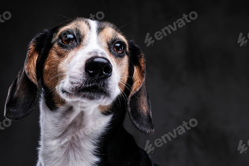 Preview: Portrait of a cute little beagle dog isolated on a dark background.