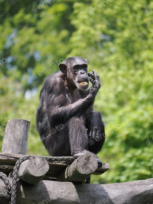 Preview: Inquisitive monkey perched atop a rustic wooden structure, delightfully enjoying a fresh leaf