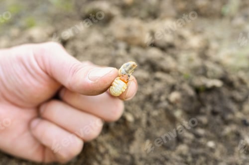 Preview: the larva of the may beetle or cockchafer bug in male hand on spring in the garden
