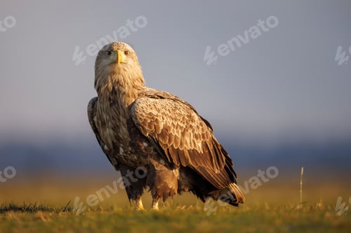 Preview: Majestic bald eagle perched in a grassy field against a backdrop of the sky