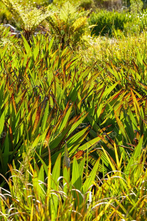 Preview: Nature - Cape Town area