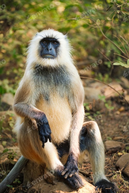 Preview: Indian common Gray langur or Hanuman langur monkey eating in Ranthambore national park, Rajasthan