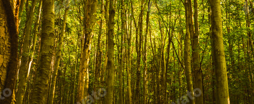 Preview: Early autumn forest on sunny day. Woods in Styria, Austria