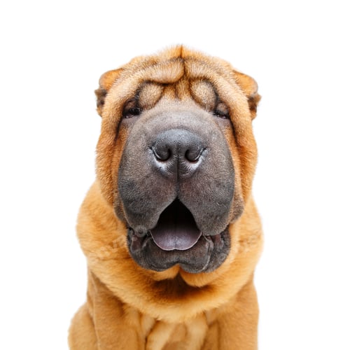 Preview: beautiful shar pei puppy