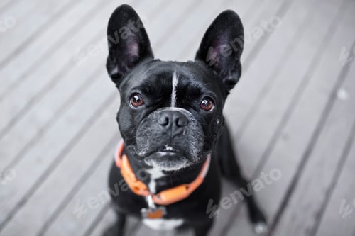 Preview: Portrait of cute dog looking up from patio