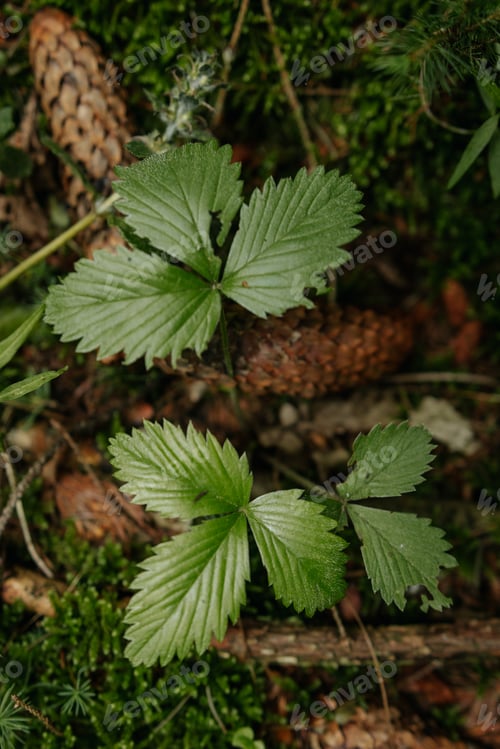 Preview: Pine cones and plants in the forest