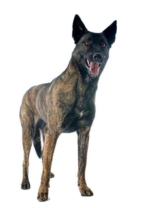 Preview: Holland Shepherd