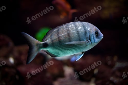 Vista previa: Beautiful Scissortail Sergeant swims in water of aquarium
