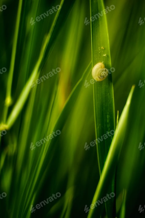 Preview: Snail on green grass