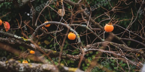 Preview: Bare branches of persimmon tree with ripe khaki fruits growing on it