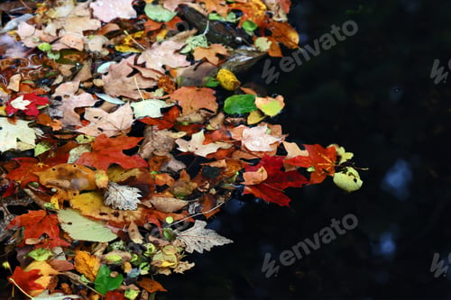 Preview: Forest in the water