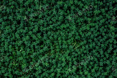 Preview: top view of green plants with small leaves