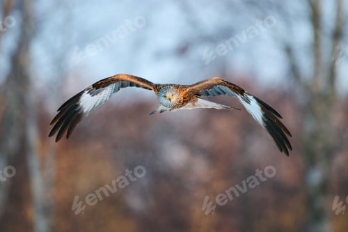 Preview: Red kite (Milvus milvus)