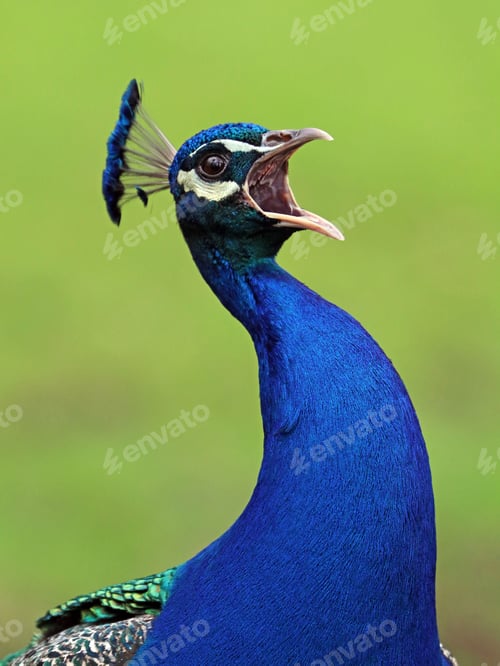 Preview: Peacock
